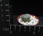 Lithops bromfieldii v. sulfurea