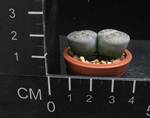 Lithops lesliei v. venteri