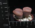 Lithops aucampiae euniceae
