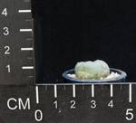 Lophophora williamsii