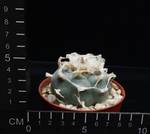 Lophophora williamsii