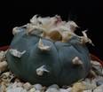 Lophophora williamsii