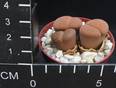 Lithops lesliei f. kimberley