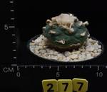 Lophophora jourdaniana