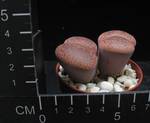 Lithops aucampiae euniceae