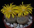Lithops pseudotruncatella