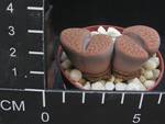 Lithops schwantesii v. cristinae
