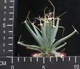 Leuchtenbergia prinzipis