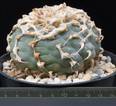 Lophophora williamsii