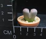 Lithops olivaceae