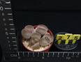 Lithops aucampiae