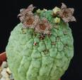 Larryleachia cactiforme