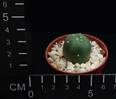 Lophophora diffusa