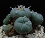 Lophophora pentagona
