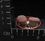 Lithops hookeri