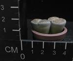 Lithops burchellii
