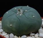 Lophophora caespitosa