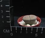 Lithops lesliei v. minor