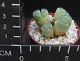 Lithops olivacea v. olivacea