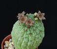 Larryleachia cactiformis seme