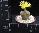 Lithops dinteri multipunctata