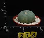 Lophophora caespitosa