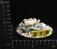 Lophophora williamsii
