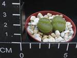 Lithops lesliei v. albinica