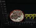 Lithops aucampiae euniceae fluminalis