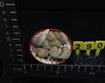 Lithops lesliei kimberley