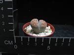 Lithops julii