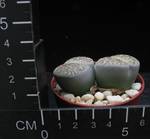 Lithops lesliei v. kimberley
