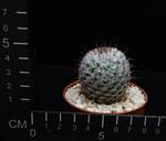 Mammillaria perezdelarosae
