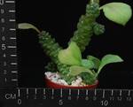 Monadenium ritchiei