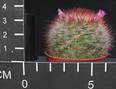 Mammillaria spinosissima v. rubens