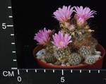 Mammillaria stampferi