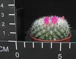 Mammillaria woodsii