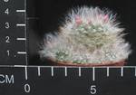 Mammillaria bocasana roseiflora