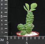 Monadenium ritchiei