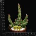 Monadenium ritchiei