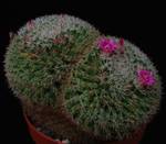 Mammillaria perbella