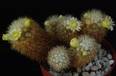 Mammillaria mieheana