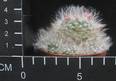 Mammillaria bocasana roseiflora