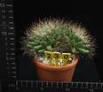Mammillaria longimamma
