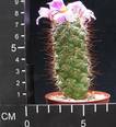 Mammillaria sheldonii