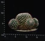 Mammillaria voburnensis