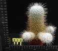 Mammillaria geminispina