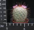 Mammillaria bombycina
