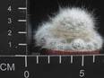 Mammillaria glassii