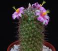 Mammillaria sheldonii PP20107